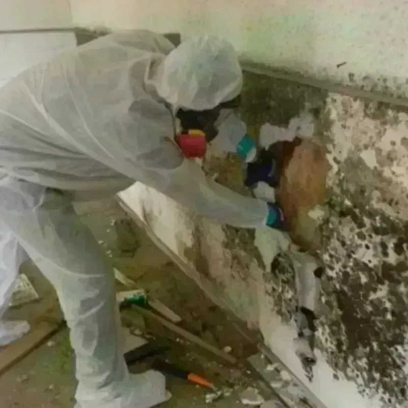 Mold Remediation and Removal in Port Chester, NY